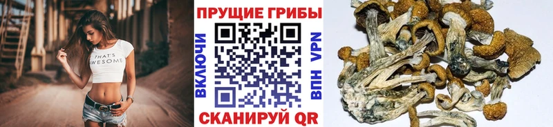 Купить  Талица  Псилоцибиновые грибы GOLDEN TEACHER 